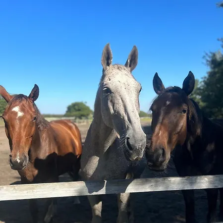 Meerblick Cafe Reiten Spielplaetze Animation Wlan Fanø